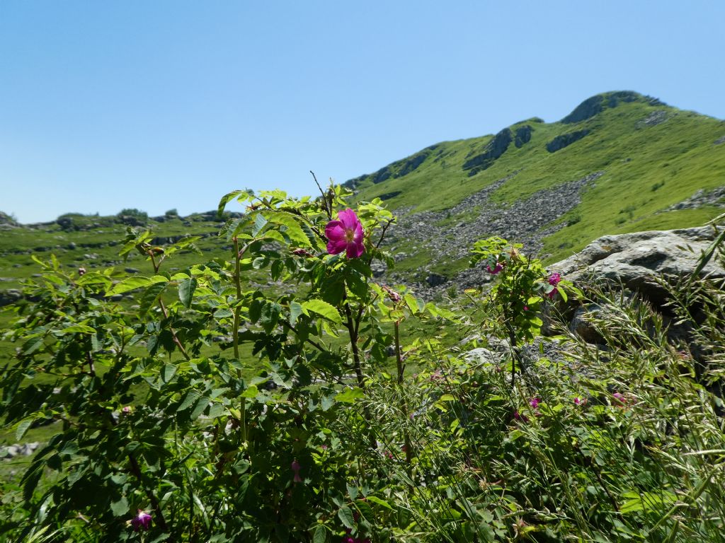 Rosa pendulina